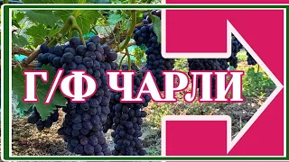 Виноград Чарли (Антрацит)