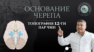 Анатомия основания черепа. Топография 12-и пар ЧМН. Anatomy of the base of the skull. Cranial nerves