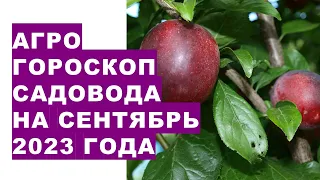 Агрогороскоп садовода на сентябрь 2023 года. Агрогороскоп садівника на вересень 2023 року