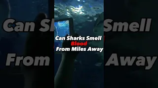Can Sharks Smell Blood From Miles Away ?