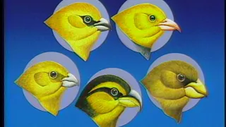 Hawaii's Birds: A Vanishing Treasure Complete (1989)