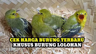 KHUSUS BURUNG LOLOHAN!! CEK HARGA BURUNG TERBARU KHUSUS BURUNG LOLOHAN DIPASAR BURUNG PRAMUKA