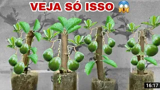 Seu ABACATE vai ENCOSTAR FRUTOS no CHÃO (essa técnica é MARAVILHOSA)