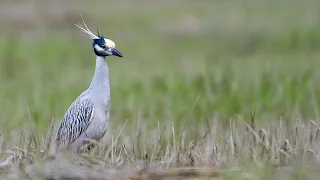 The yellow-crowned night herons are back :)