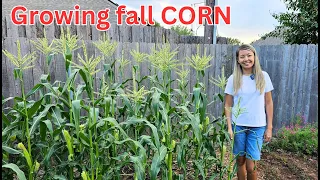 Growing CORN in the fall (start to finish)