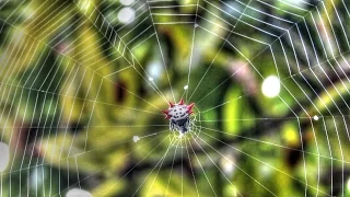 Spider Spinning Web Time Lapse