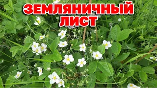 ЛЕЧИТ ГЕМОРРОЙ СНИЖАЕТ ДАВЛЕНИЕ ДРОБИТ КАМНИ /collecting wild plants@natureMarusya