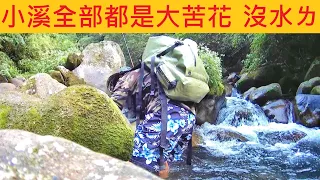 小溪全部都是大苦花 快要沒水ㄌ @大魚清楚可見衝來衝去 #苦花 #溪釣