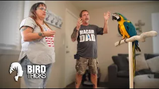 Why Baby Birds OVERWHELM New Owners | 4 Month Old Baby Blue and Gold Macaw