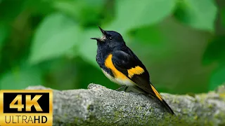 meraviglioso canto degli uccellini nel bosco *video musica rilassante piano e violino* #natura