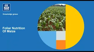 NEW WEBINAR! - Foliar nutrition of Maize 🌽