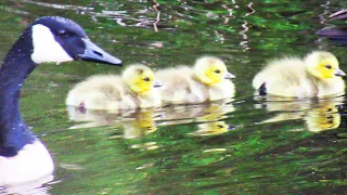 Canada Geese HONKING LOUD Flock Guards New Goslings