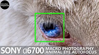 Sony's a6700 goes BEASTMODE (Animal Eye Macro Photography)