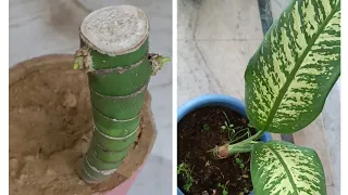 propagating new dieffenbachia Plant from an old plant || Dieffenbachia Plant ko regrow kaise kre.