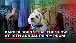 Dapper dogs steal the show at 10th Annual Puppy Prom