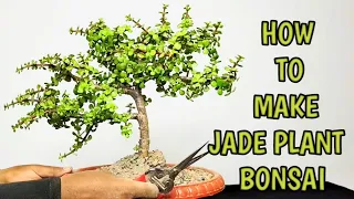 JADE PLANT KA BONSAI KAYSE BANAYE // HOW TO MAKE JADE PLANT BONSAI  // BONSAI THE ART 🏝