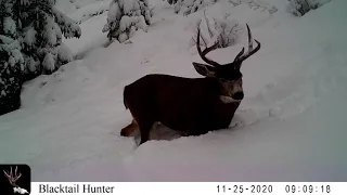 Black Tail Hunter, Watch This Old Buck