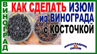 🍇 Как сделать вкусный изюм из винограда с косточкой. Какой виноград подходит лучше всего.