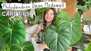 Grow Your PHILODENDRON MCDOWELL Huge 🌿 Care Tips + Tricks For Philodendron Dean Mcdowell