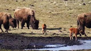 Bison "Red Dog" Discovers Ice