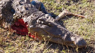 15 Merciless Moments When Crocodilians Choose The Wrong Opponent