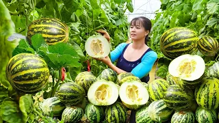 Harvesting Cucumis Melon Goes To Market Sell - Weeding Preparing Harvest Rice | Phuong Harvesting