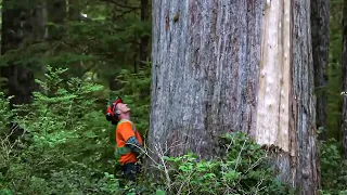 Canadian Lumberjack Hard Life