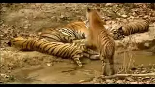 Людоед  -   Индийский тигр убийца