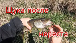 Щука после нереста. На малой реке