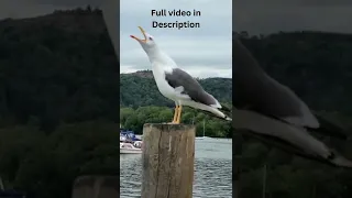 Awesome Seagull Sounds #shorts #shortsfeed #seagull #sounds #satisfyingvideo