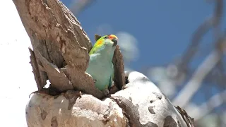 Tiny, beautiful Purple-crowned Lorikeet peers from her nest in a gum tree.