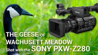 The Geese of Wachusett Meadow - shot in 4K with Sony PXW-Z280
