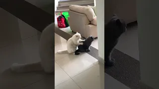 Hardworking cat gives friend a satisfying massage