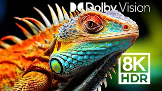 SHARPEST DOLBY VISION™ - MOST DETAILED ANIMALS 8K HDR