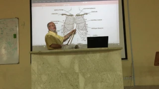 Respiratory module 33 ( Surface anatomy of pleura  ) by , Dr. Wahdan