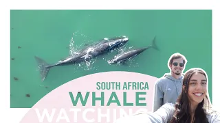 What its like Whale Watching in Hermanus! | Unreal drone footage | Cape Town Travel Vlog