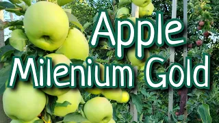 Яблоня Милениум Голд / Устойчивые сорта яблок