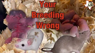 WHY YOUR BREEDING RATS WRONG!!! | TIPS AND TRICKS TO BREED MORE RODENTS FOR YOUR SNAKES!