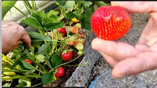 УРА!!! Первый урожай клубники 🍓Дачные дела..