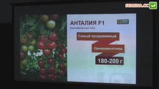 Анталія F1 томат (Yuksel) семінар 29.11.2016