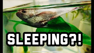 Do Betta Fish Sleep? When and Where?