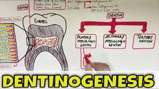 Dentinogenesis - Dentin Composition, Structure, Types and Formation