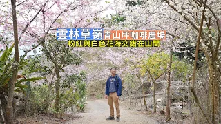 雲林草嶺青山坪櫻花、李花盛開，粉紅夾帶著白色花海交錯在山中！