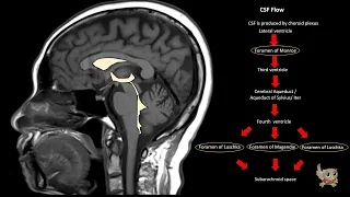 neuroradiological anatomy brain