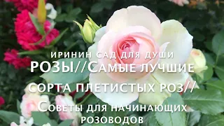 РОЗЫ//Самые лучшие сорта плетистых роз//Советы для начинающих розоводов