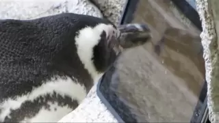 iPad-Playing Penguins - Aquarium of the Pacific