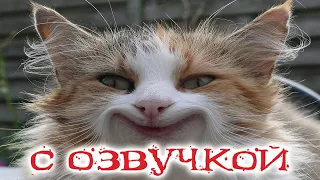 ПРИКОЛЫ С КОТАМИ! Самая смешная ОЗВУЧКА ЖИВОТНЫХ от Доми шоу