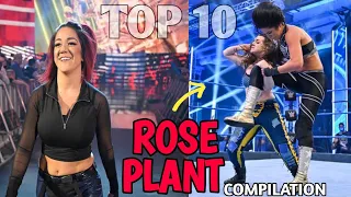 Top 10 Rose Plant By Bayley