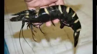 USA: Escaped Giant Asia Tiger Prawn Devours Species along the Gulf Coast