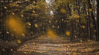 Detailed Sounds of Rustling Leaves Falling and Wind Blowing through the Forest Trees in Late Autumn